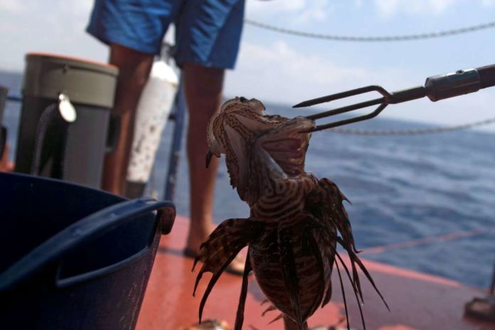 Lionfish invasion in Cyprus? If you can't beat 'em