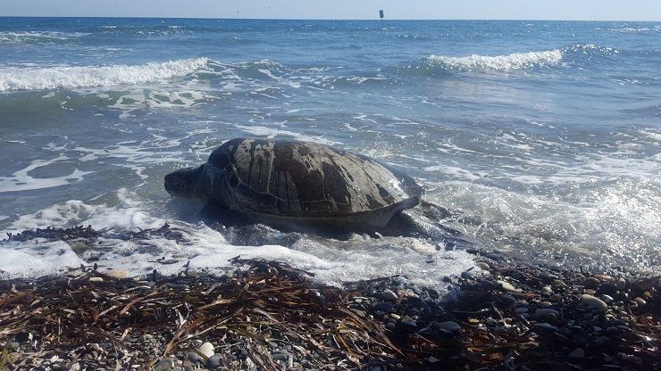 Maria Turtle Turtle