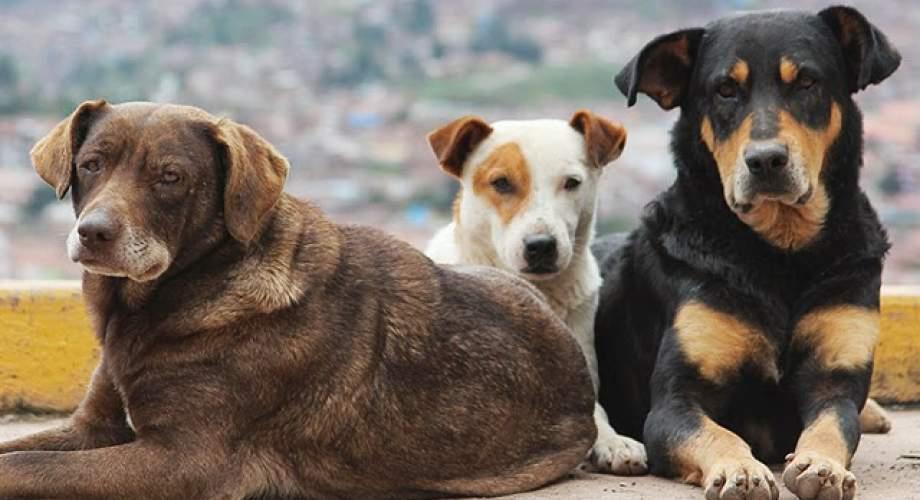 Free dog microchipping programme launched