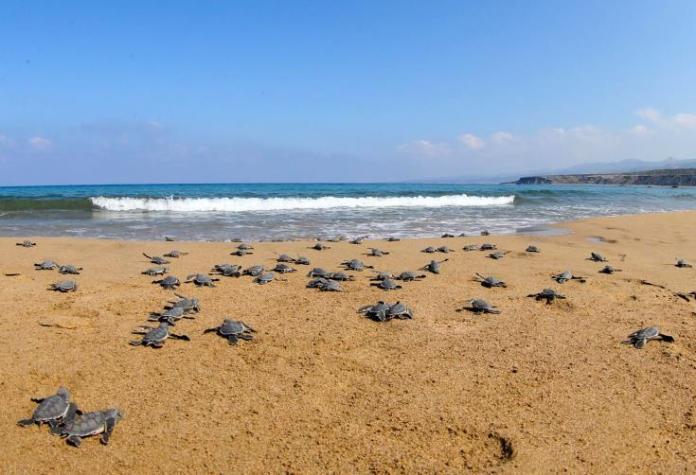 Fisheries Dept says zero tolerance for law violations at Lara turtle beach