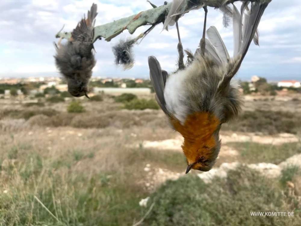 Forgotten limestick highlights plight of birds in Cyprus
