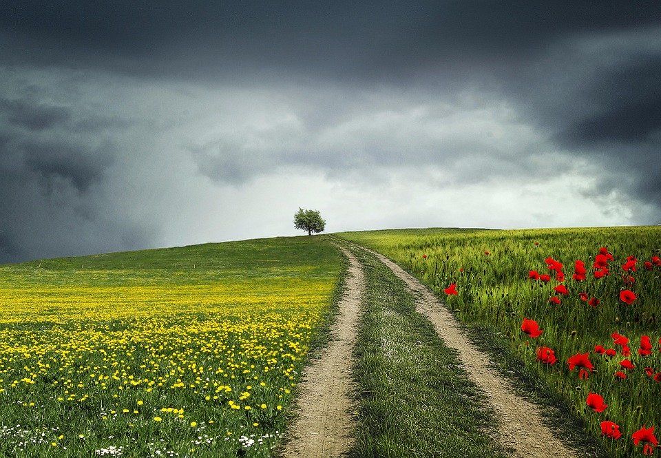 Path, Tree, Summer, Rural, Beautiful, Horizon, Meadow