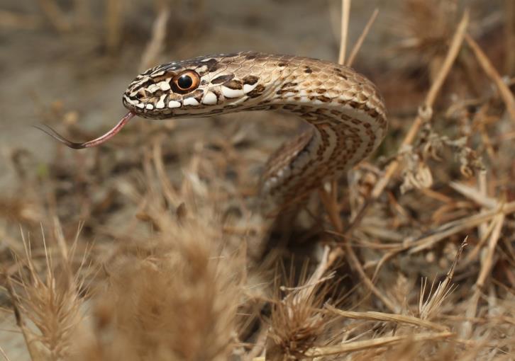 Advice on how to protect yourself against snakes