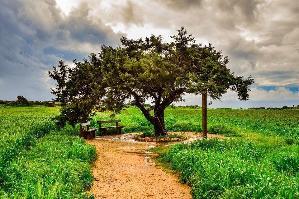 Tree, Landscape, Nature, Panoramic, Sky, Clouds, Winter