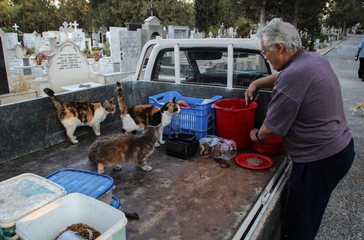Stray Cats