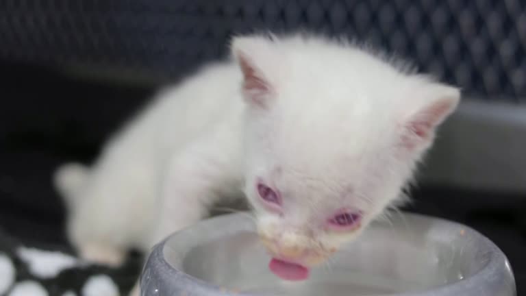 Rare Albino Wild Cat Rescued In Northwestern Colombia