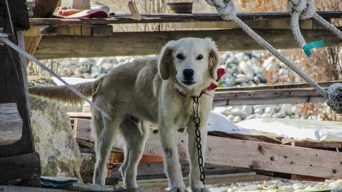 Dogs2