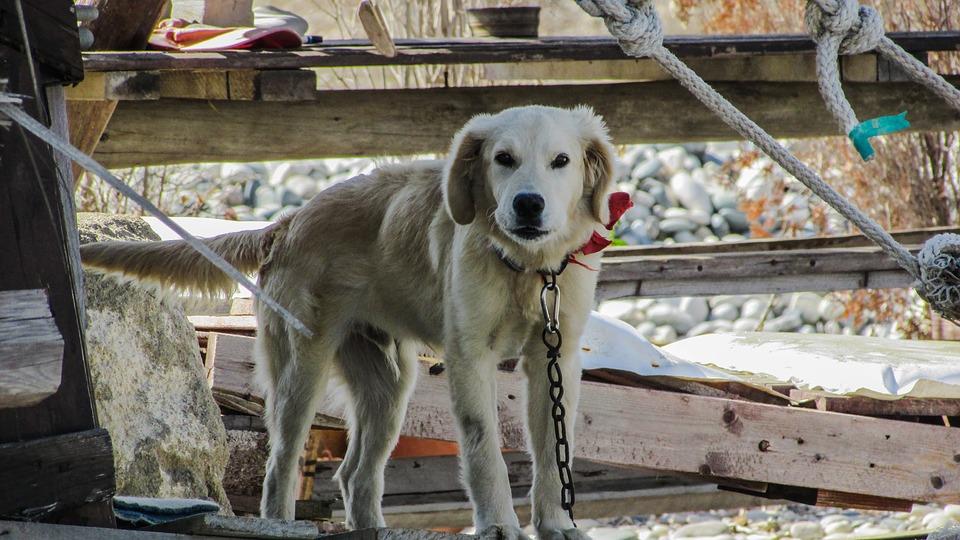 Dogs2
