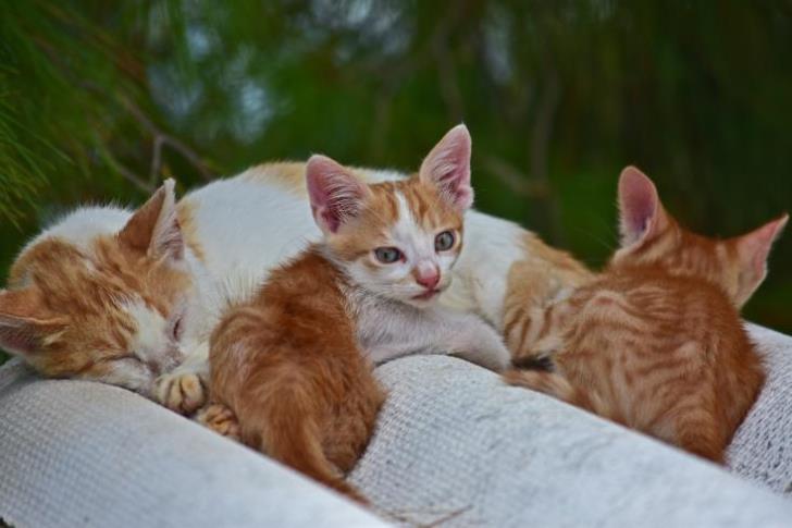 Cats