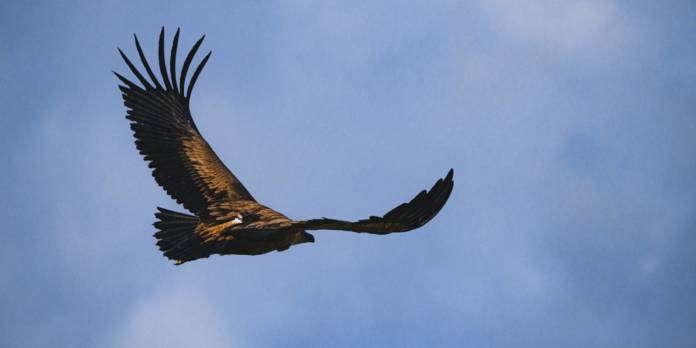 Vultures 2