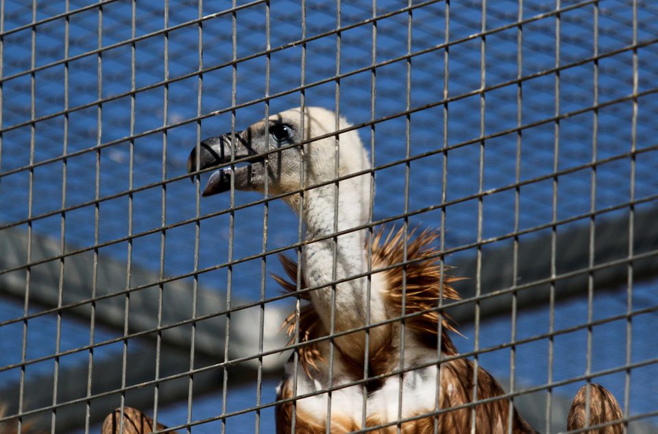 Vultures1