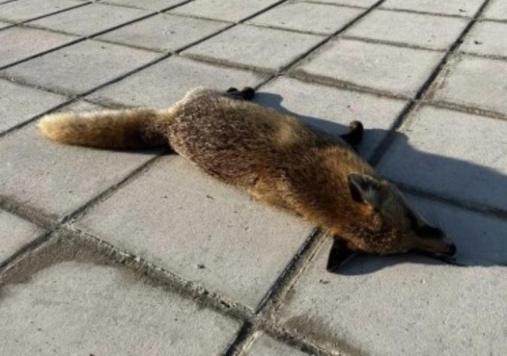 Fox