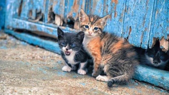 Cats