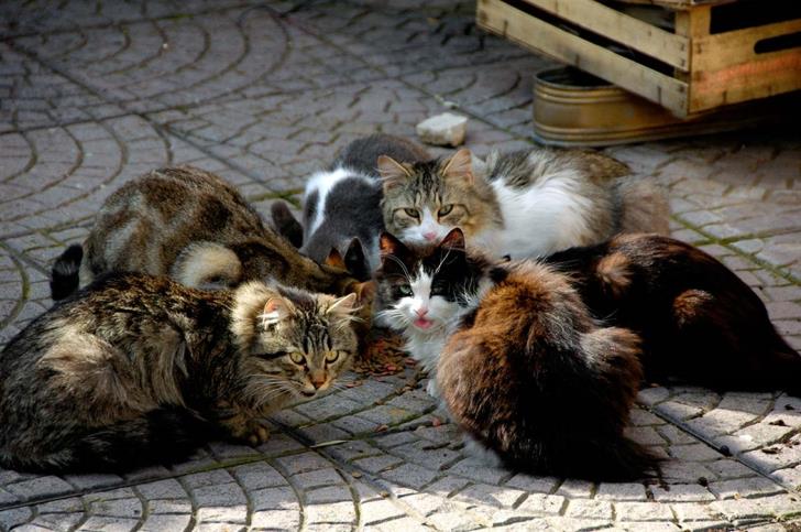 Cats