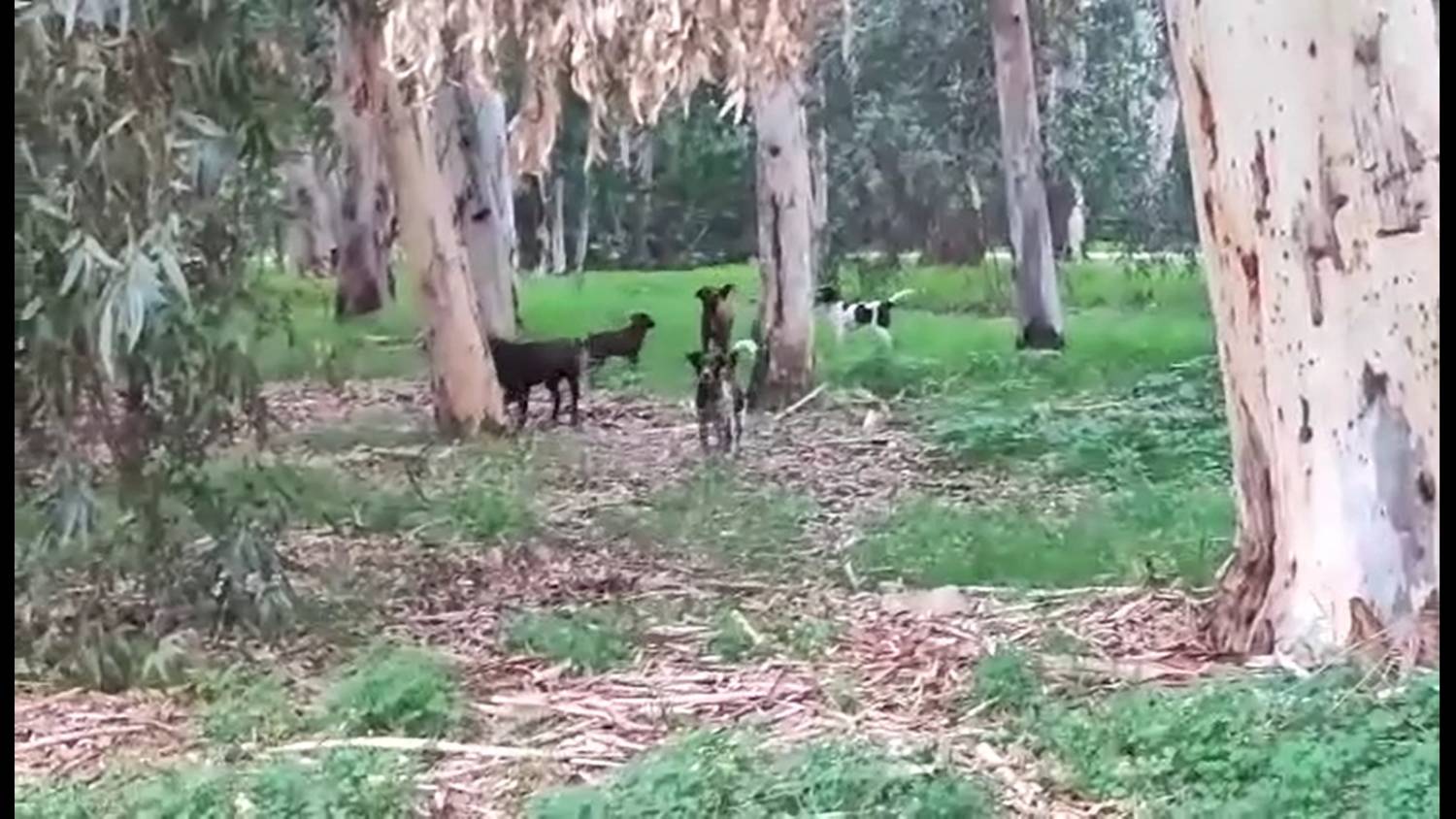 Dogs