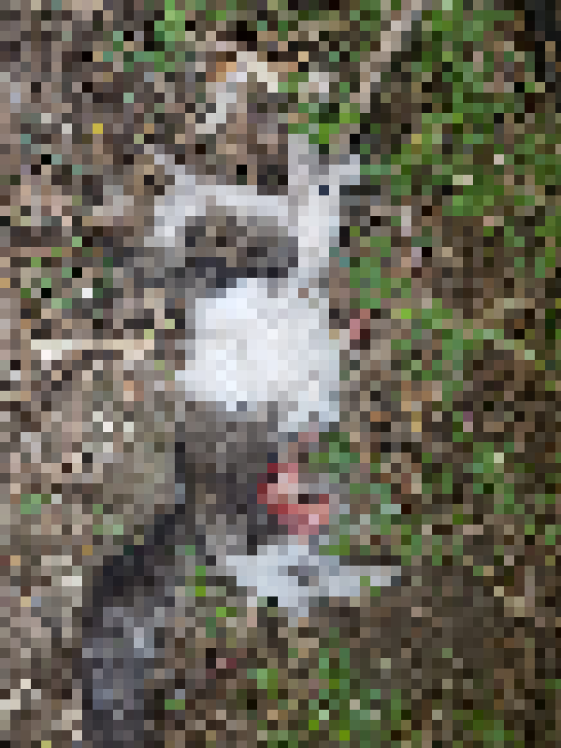Cats3