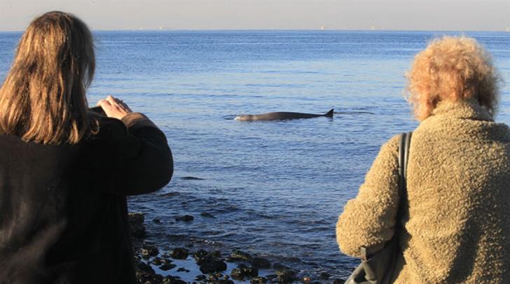 Whale
