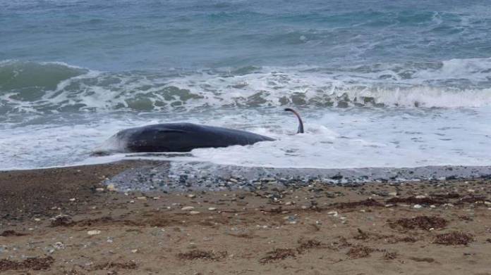 Whale