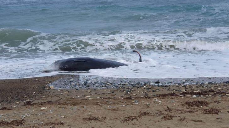 Whale
