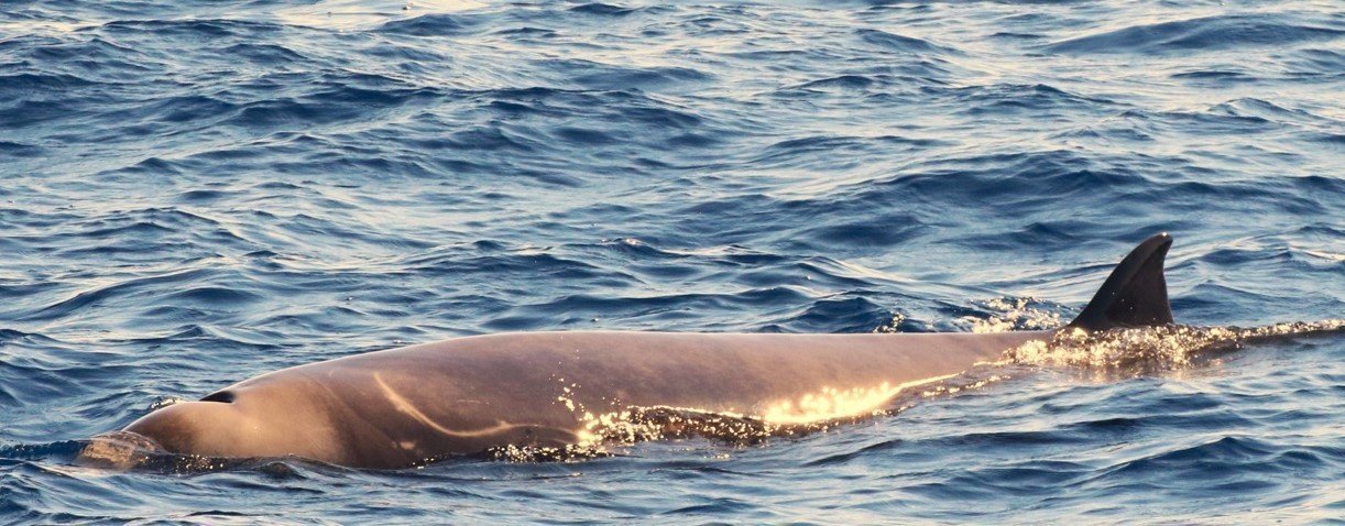 Whale 2