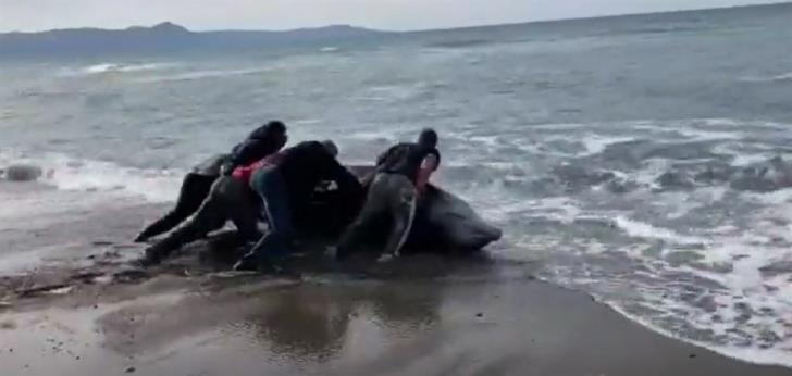Whale Argaka