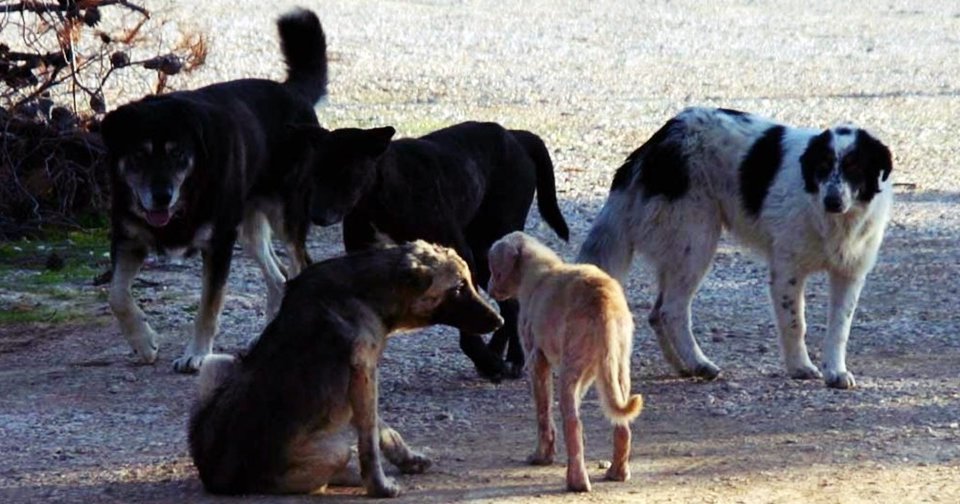 Dogs