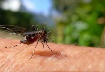 Mosquitoes