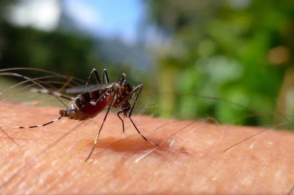 Mosquitoes