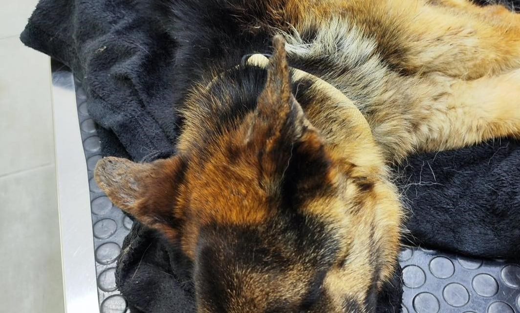 Ayioi Trimithias Dog Shelter