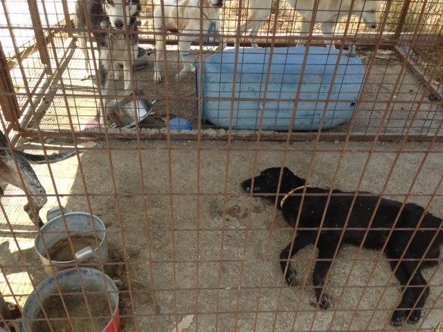 Dog Shelter 2