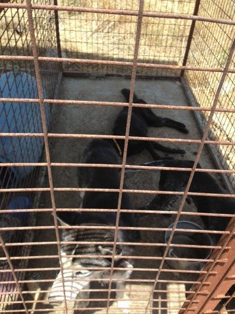 Dog Shelter