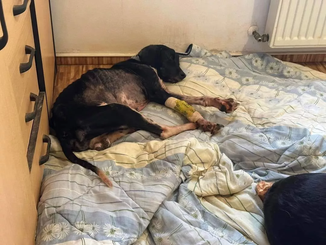 Dog Shelter1