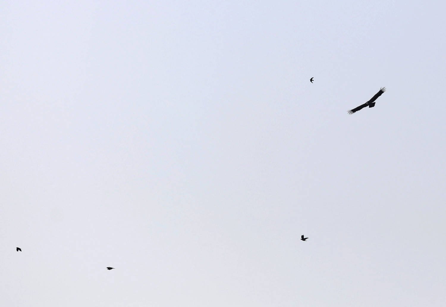 A Griffon Vulture Flies Near The Village Of Korfi