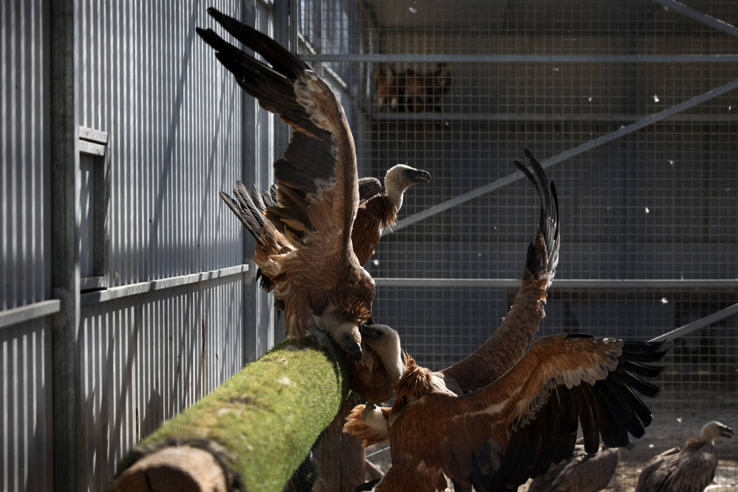Griffon Vultures Are Seen In An Acclimatisation Aviary Near The Village Of Korfi