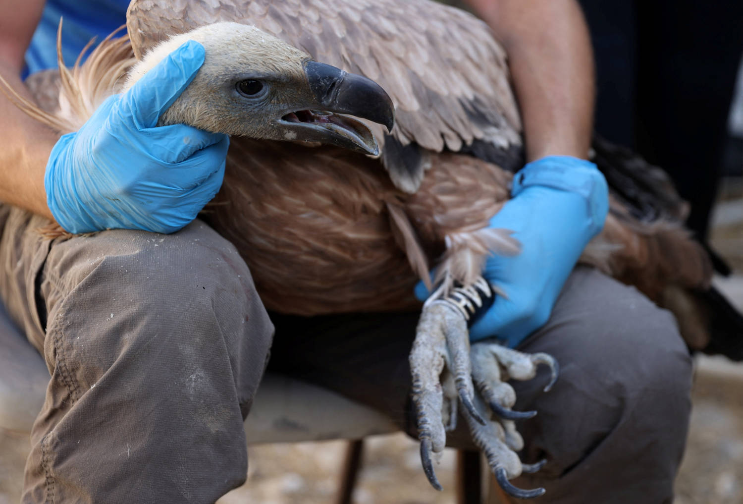 A Veterinarian Holds A Griffon Vulture While Members Of Wildlife Crime Police Fit A Gps Tracking Device