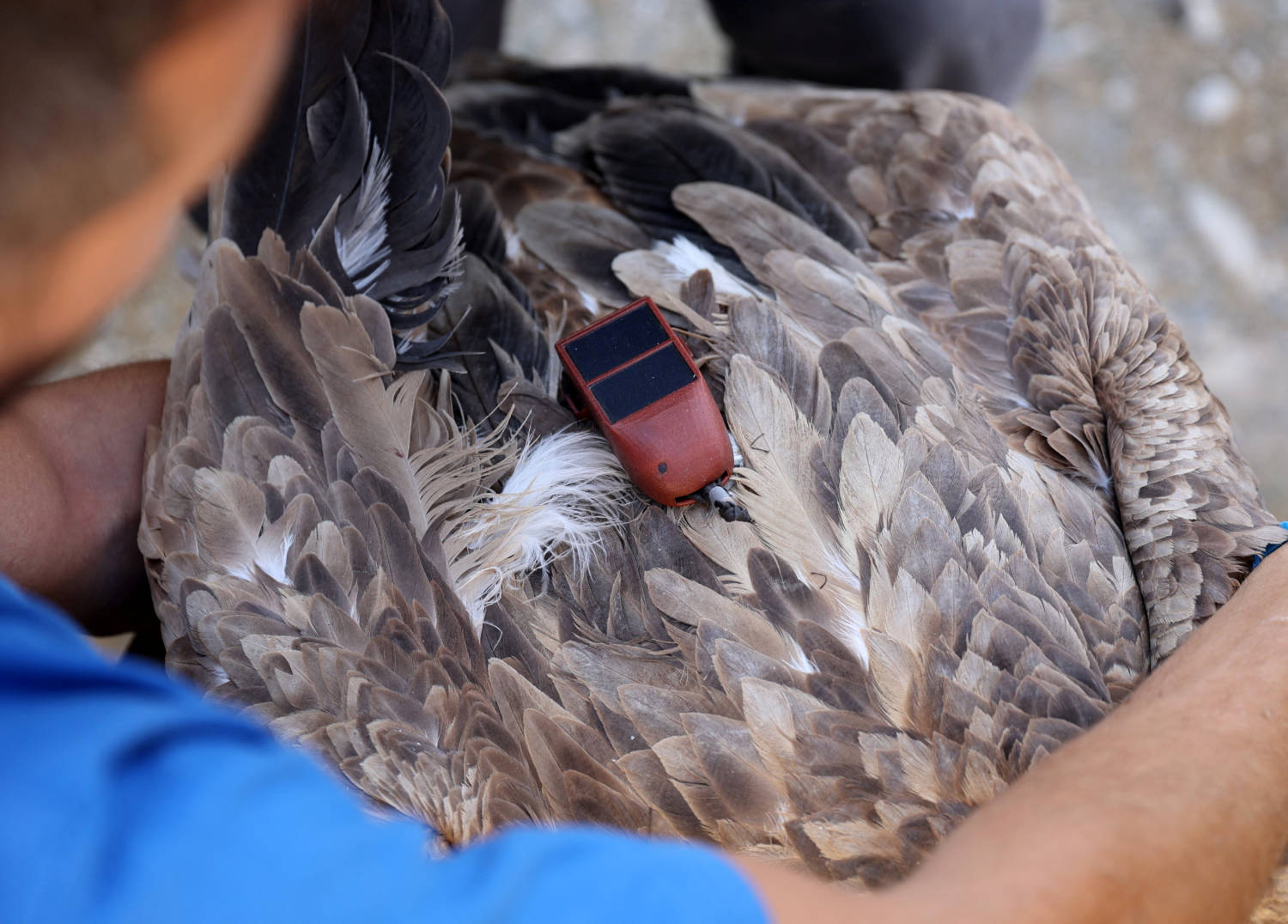 A Gps Tracking Device Is Seen On A Griffon Vulture Near The Village Of Korfi