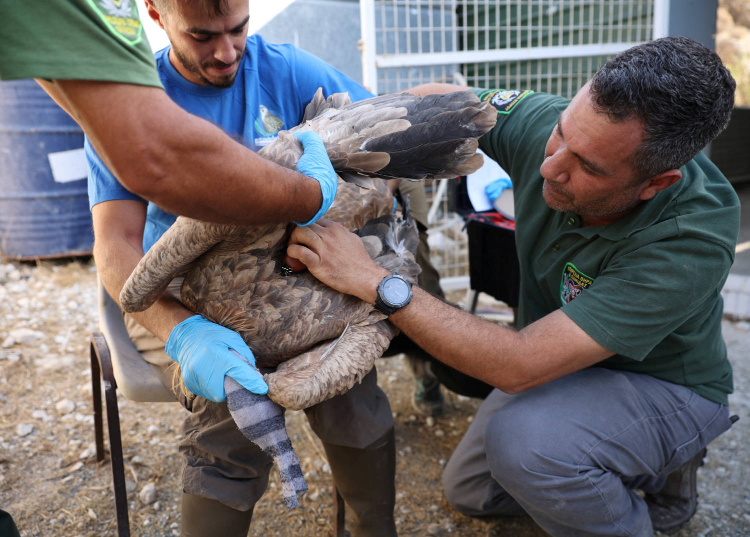 A Veterinarian And Members Of Wildlife Crime Police Fit A Griffon Vulture With A Gps Tracking Device, Near The Village Of Korfi