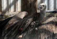 A Griffon Vulture With A Gps Tracking Device Is Seen In An Acclimatisation Aviary Near The Village Of Korfi