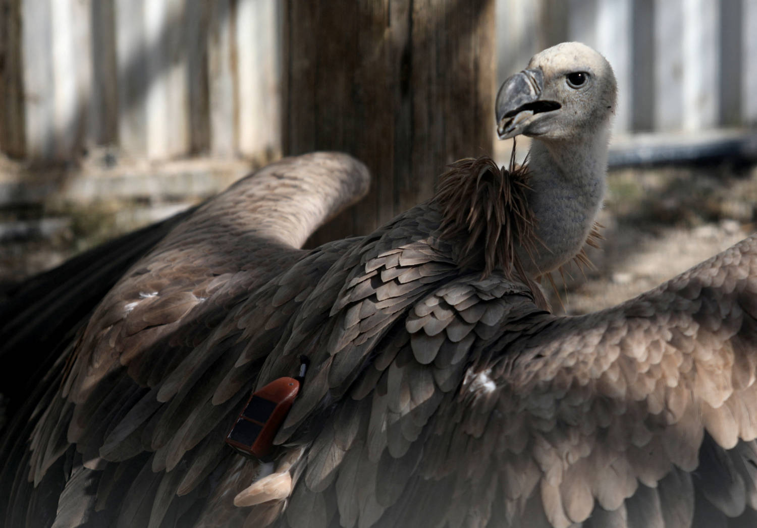 A Griffon Vulture With A Gps Tracking Device Is Seen In An Acclimatisation Aviary Near The Village Of Korfi
