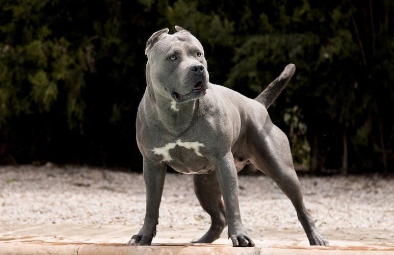 UK to ban American XL bully dogs by the end of the year | en.philenews.com