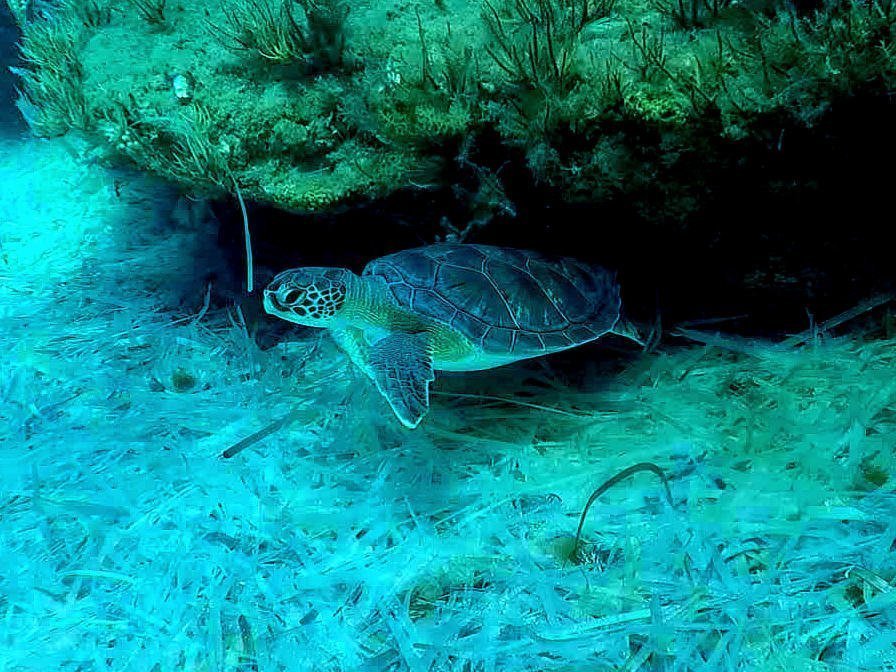 SBA authorities laud successful sea turtle nesting season [PHOTOS] | en ...