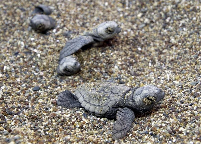 Hatchlings Photo