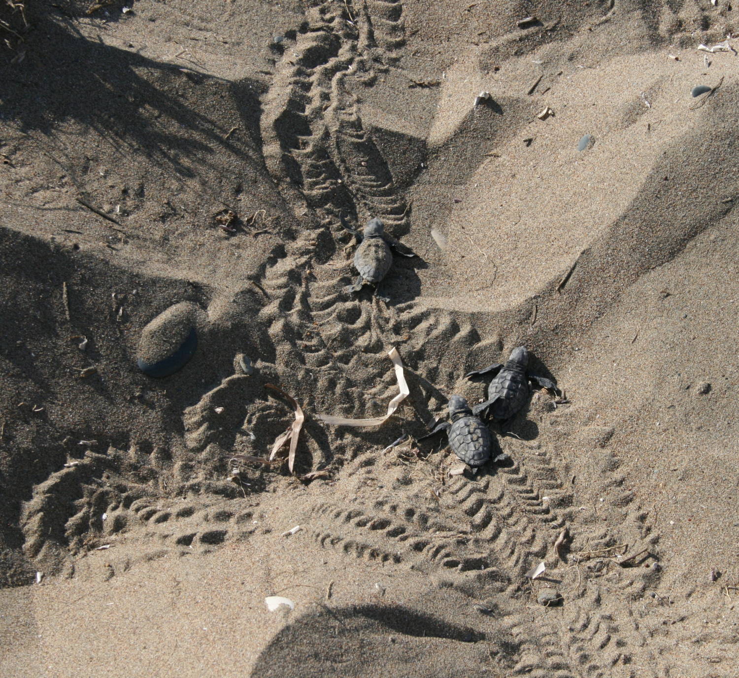 SBA authorities laud successful sea turtle nesting season [PHOTOS] | en ...