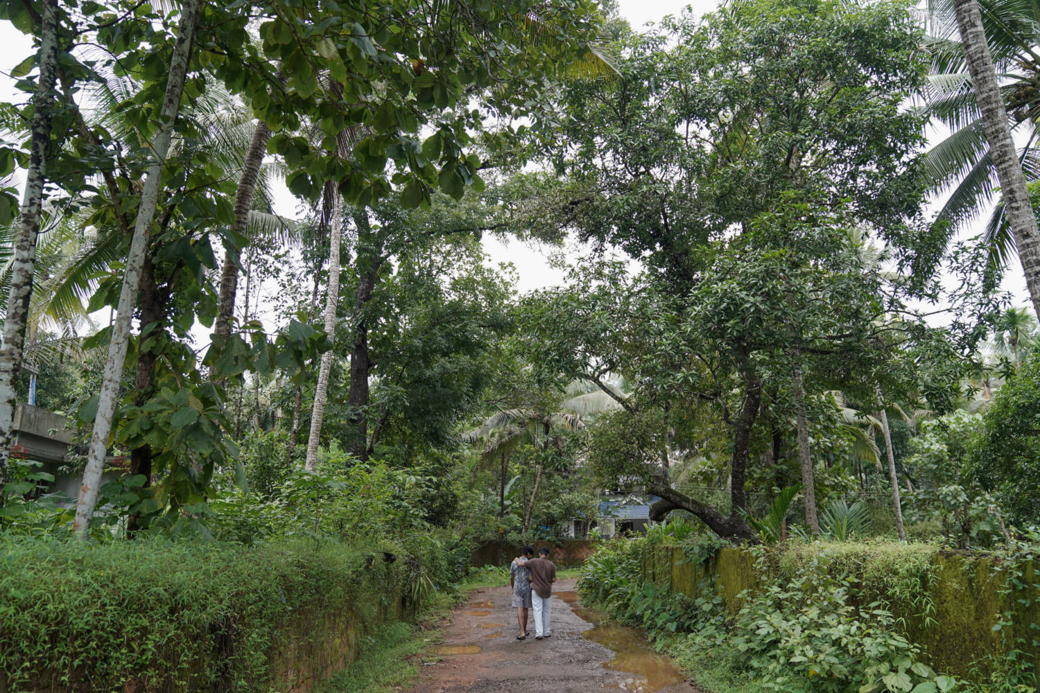 Two Children Walk Below Bats Roosting In A Tree In Kayakkody Village Near Maruthonkara Village, India