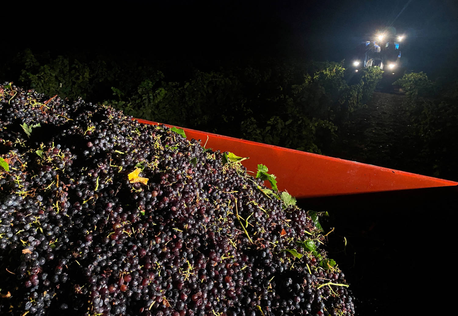 File Photo: Heatwave Forces French Wine Producers To Harvest Overnight In Ardeche