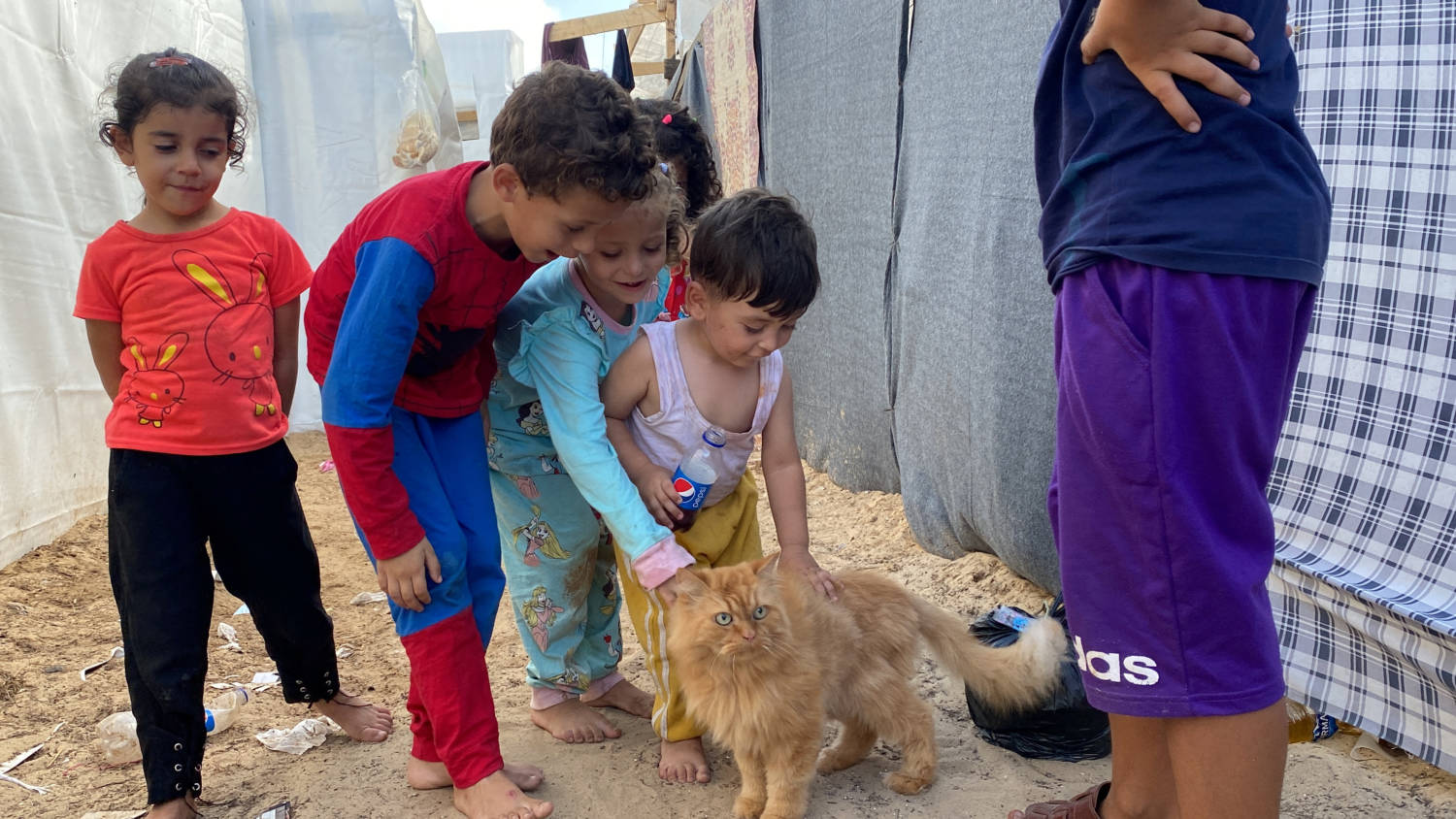 Three cats bring scintilla of joy to displaced children in Gaza [PHOTOS ...