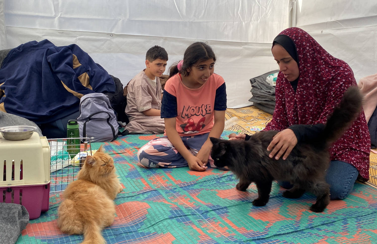 Three cats bring scintilla of joy to displaced children in Gaza [PHOTOS ...