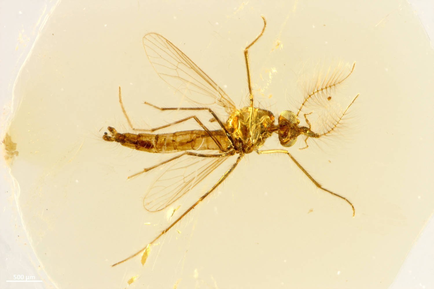 A View From Above Of The Body Of A Fossilized Male Mosquito Trapped In Amber Found In Central Lebanon Dating To About 130 Million Years Ago