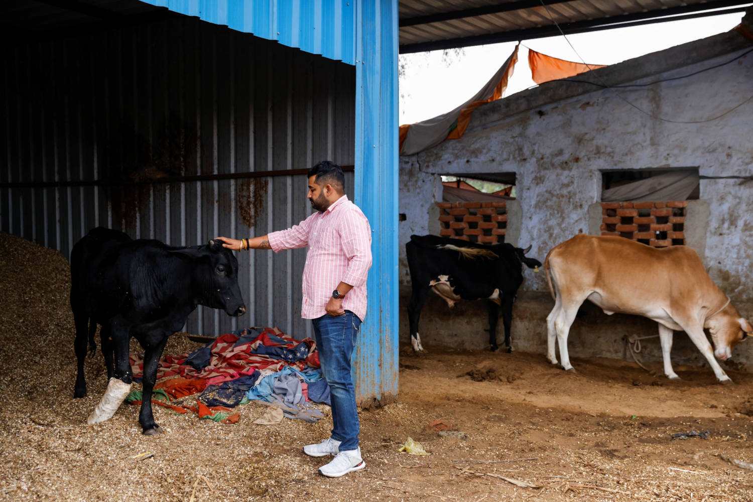 Cow Protector INSIGHT-India's far-right cow vigilantes bolster clout before high ...