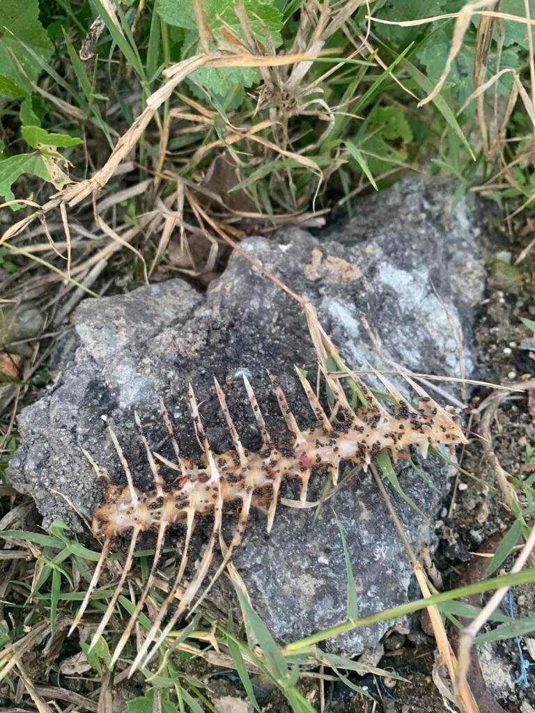 Dilitiriaseis2 1 768x1024 1